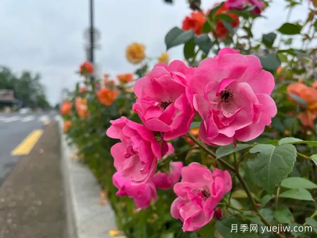 衢州月季應用和景觀(guān)圖集(圖1)