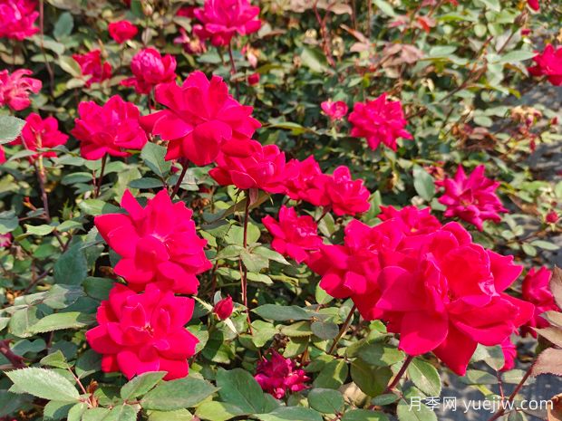 廣東東莞佛山梅州珠海等地花友如何種植月季？(圖1)