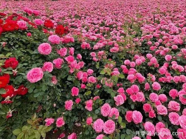 咸陽(yáng)月季應用和景觀(guān)圖集(圖1)