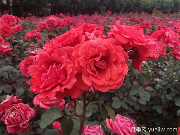 ?寶雞看月季花，就到寶雞植物園(圖1)