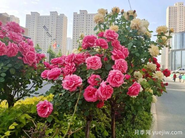 臨夏高桿月季激情綻放，讓臨夏州美不勝收(圖2)