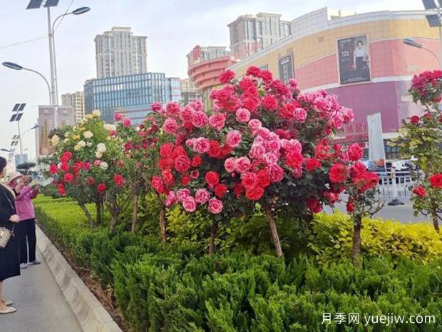 3萬(wàn)余株樹(shù)狀月季花開(kāi)滿(mǎn)城，臨夏市的浪漫你喜歡嗎？(圖2)