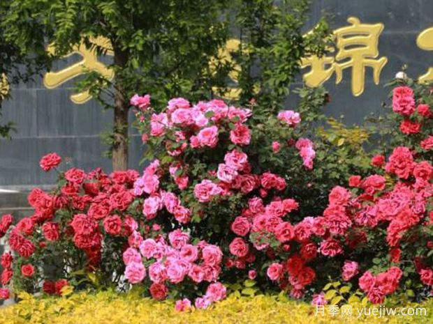 3萬(wàn)余株樹(shù)狀月季花開(kāi)滿(mǎn)城，臨夏市的浪漫你喜歡嗎？(圖3)