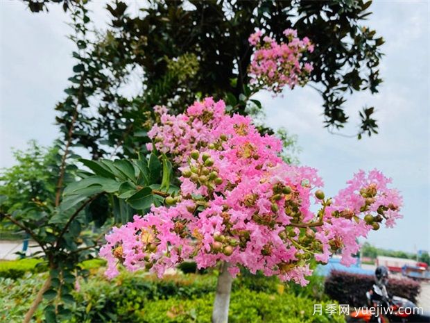 紫薇樹(shù)怎么種植？需要怎么樣的生長(cháng)環(huán)境？(圖1)