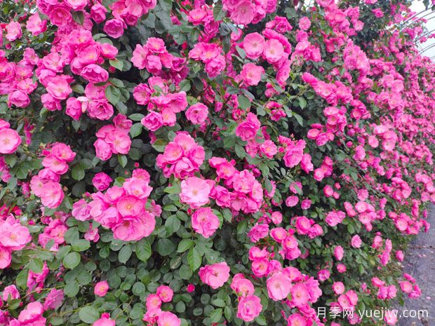 安吉拉月季藤本花海俗稱(chēng)，一棵就是一面花墻(圖1)