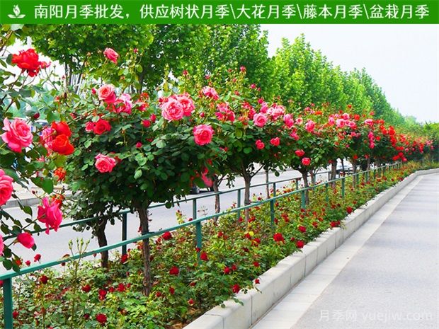 行道樹(shù)和園景樹(shù)到底有何不同？(圖1)