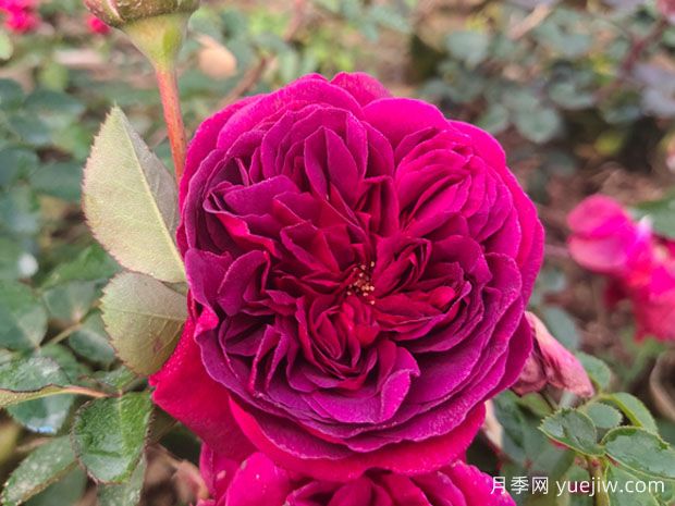 情人節送藍色妖姬還是紅玫瑰？(圖1)