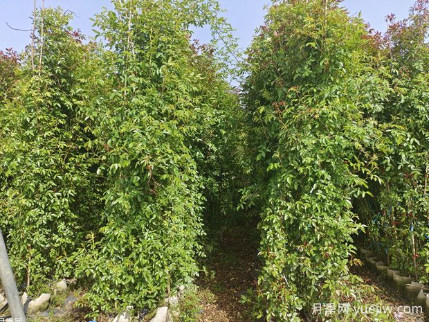 種上木香薔薇花蠻強爆花，紅橙白黃木香你喜歡哪個(gè)？(圖3)