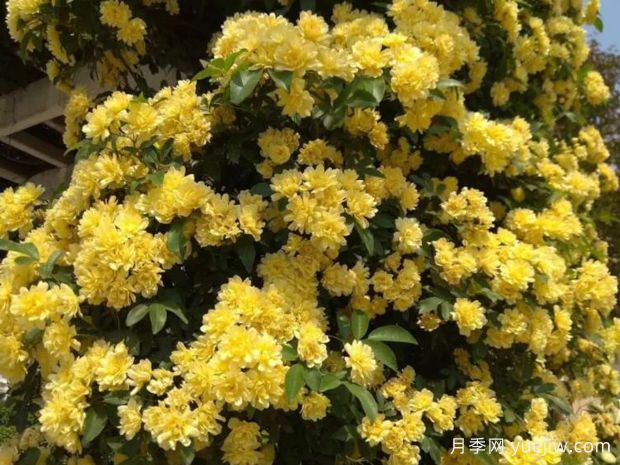 種上木香薔薇花蠻強爆花，紅橙白黃木香你喜歡哪個(gè)？(圖2)