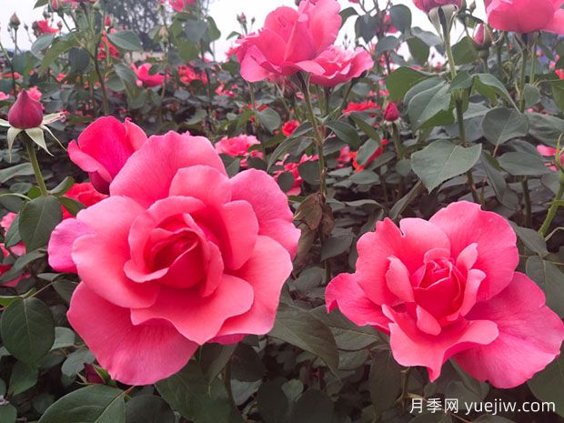 掌握月季養護口訣，讓月季實(shí)現月月開(kāi)花(圖1)