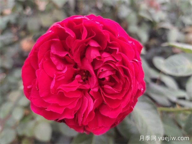 茶花女月季的優(yōu)點(diǎn)？與大地主月季有什么區別？(圖1)