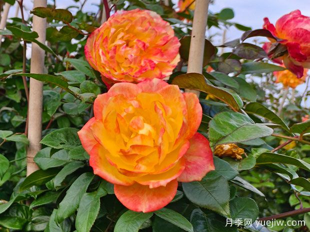 推薦6種爬藤月季，隨便一種都可以爬成花墻(圖2)