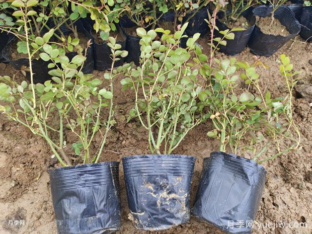 月季每平方米種多少株？不同株型1平方數量不同(圖2)