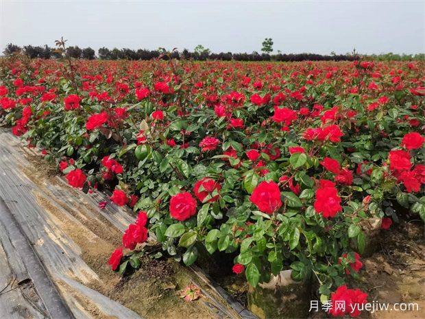 豐花地被北京紅月季，園林綠化廣泛用(圖2)