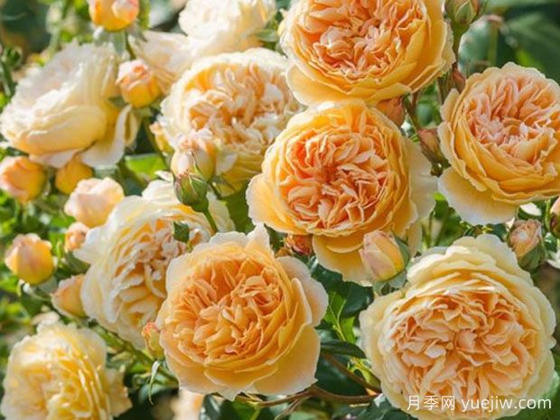 推薦11種藤本月季，復花快花期長(cháng)，不愧是開(kāi)花機器(圖4)