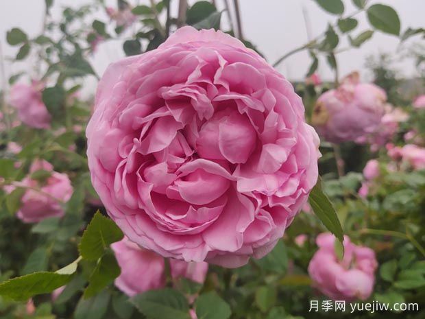 推薦11種藤本月季，復花快花期長(cháng)，不愧是開(kāi)花機器(圖5)