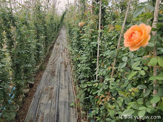 月季有花苞后不能亂用兩種肥料，不然徒長(cháng)(圖1)