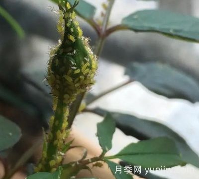 月季常見(jiàn)病蟲(chóng)害之蚜蟲(chóng)的習性和防治措施(圖1)