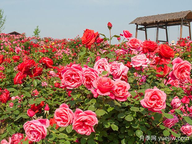 月季和玫瑰是同一種花卉嗎？(圖1)