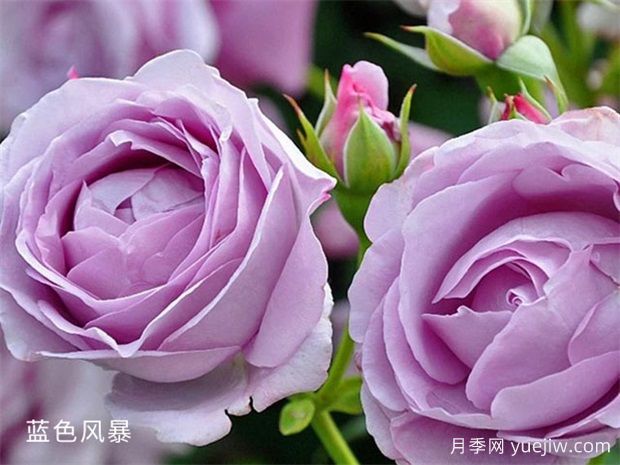 藍色風(fēng)暴月季養護辦法，花開(kāi)后很迷人(圖1)