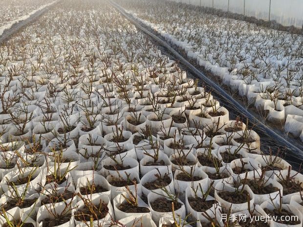 月季花繁殖方法：播種、嫁接與分株的優(yōu)缺點(diǎn)是什么？(圖1)