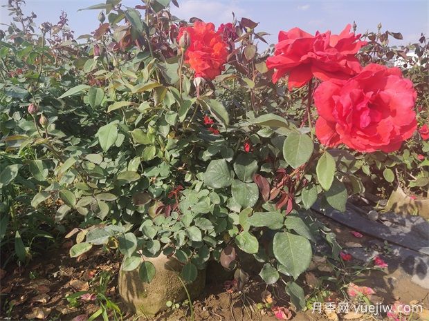 月季花病蟲(chóng)害防治，常見(jiàn)問(wèn)題與解決方法(圖1)