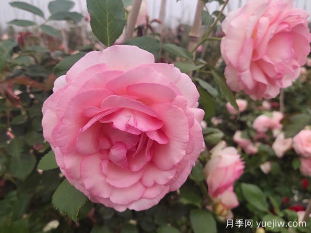 20種必買(mǎi)的月季品種，花友放心入手(圖1)