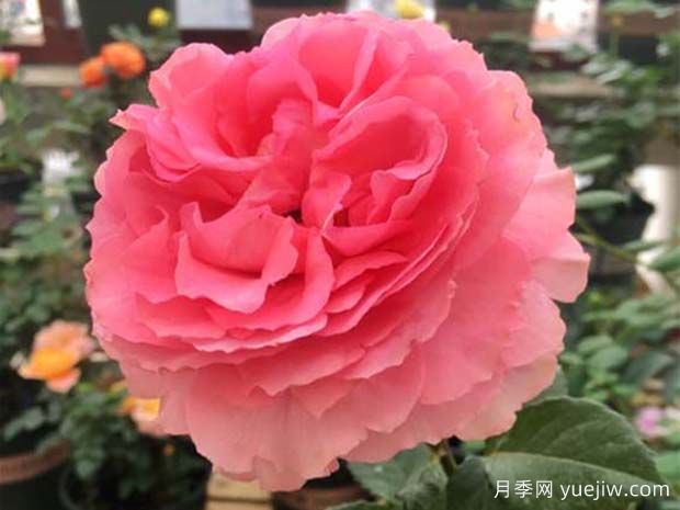 花香蜜語(yǔ)月季(圖1)