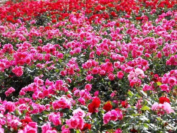 綿陽(yáng)月季扮靚城市，市花嬌艷綻放成美景(圖1)