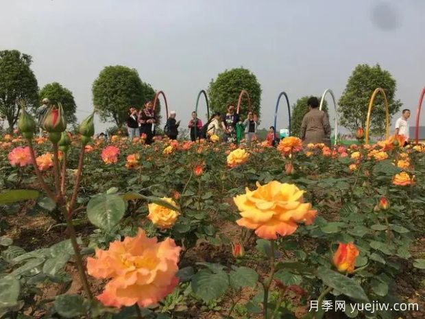 自貢月季應用和景觀(guān)圖集(圖1)