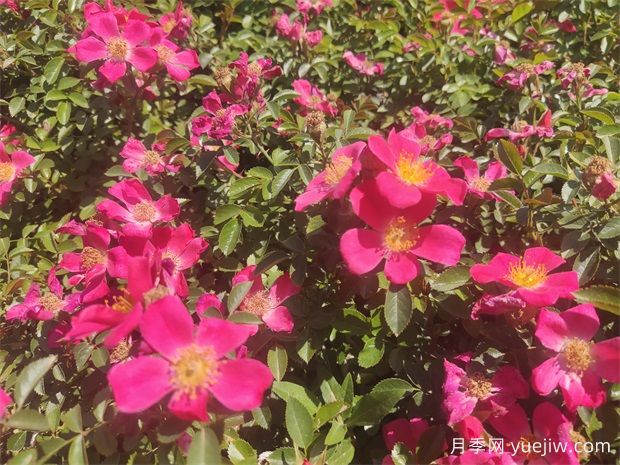 48種宿根花卉，你認識幾種？(圖1)