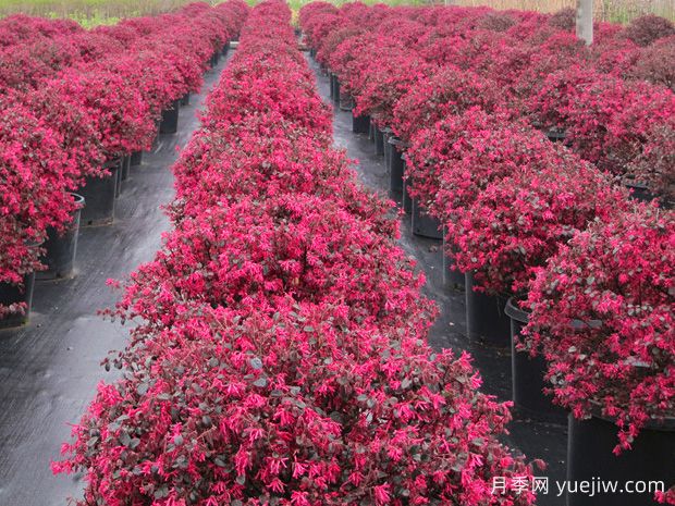 園林精品彩葉球類(lèi)植物匯總(圖2)