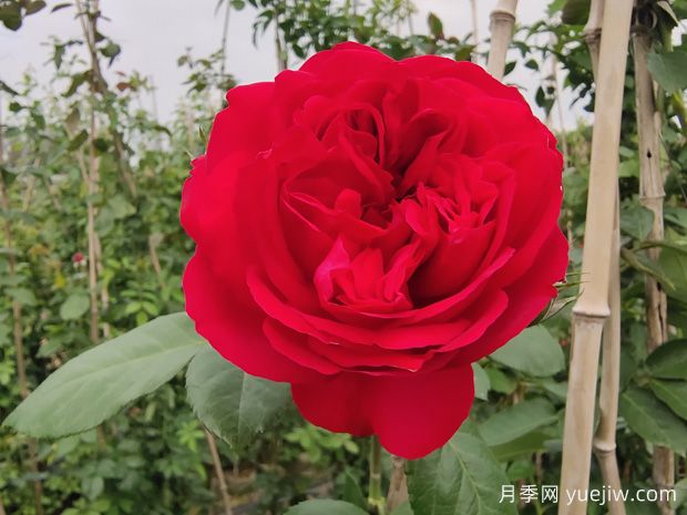 6款紅色系的藤本月季品種，適合打造網(wǎng)紅花墻(圖2)