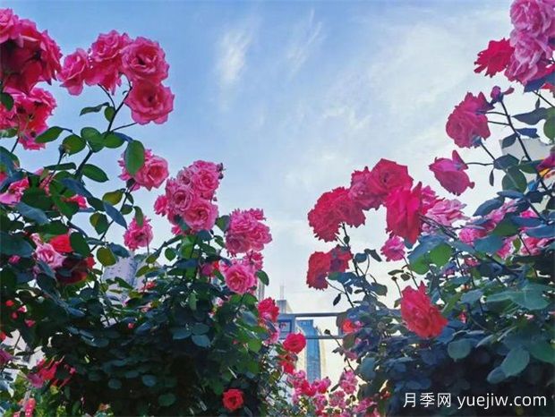 遂寧月季應用和景觀(guān)圖集(圖2)
