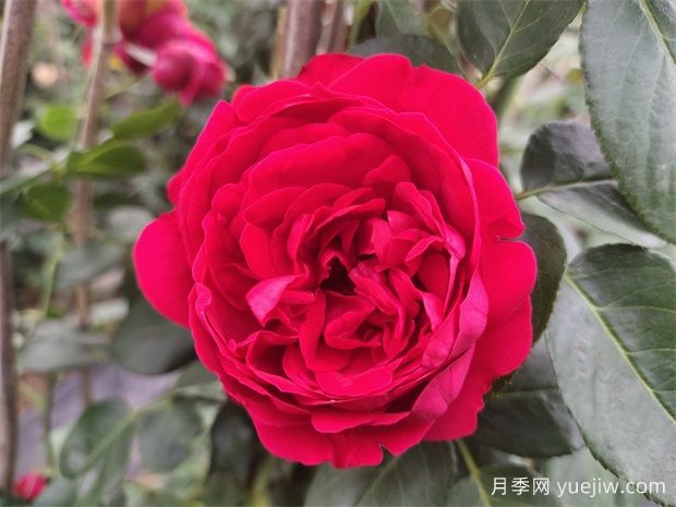 4種爬藤月季花美到極致，讓庭院無(wú)與倫比(圖2)