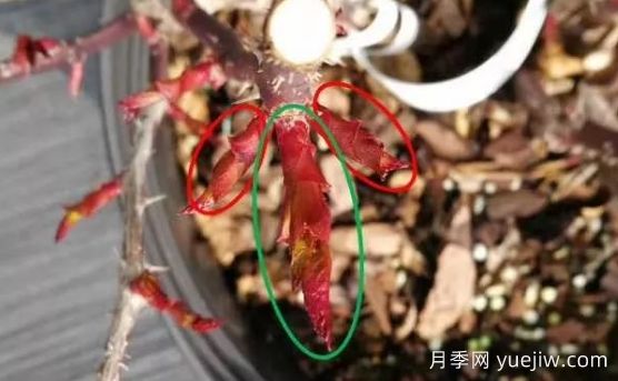 春天來(lái)了，你的月季抹芽了嗎？(圖2)
