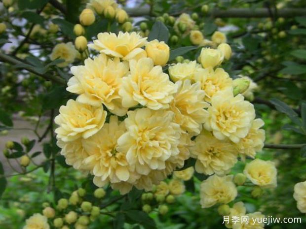 木香花，紅黃橙白木香，爬藤界的鼻祖(圖2)
