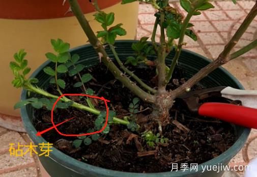 春天月季腳芽要抹掉嗎？這3種情況需要處理掉(圖1)