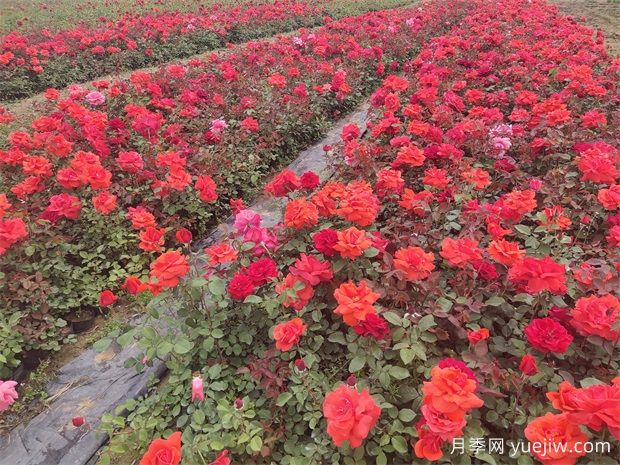 春季養月季該換盆會(huì )有4個(gè)信號，別忽視(圖2)
