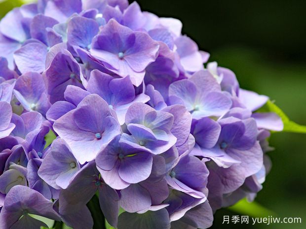 繡球什么時(shí)候開(kāi)花？一年開(kāi)幾次花？不開(kāi)花的原因？(圖1)