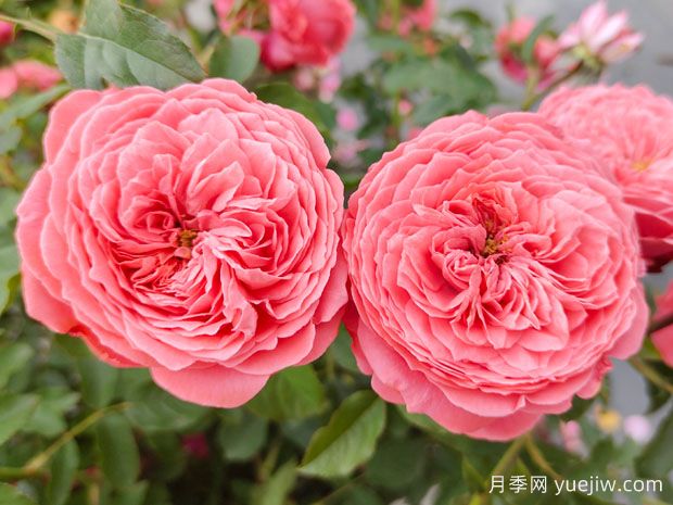 可以送33朵玫瑰花嗎？有什么意思(圖1)