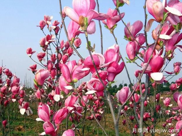 園林綠化常用的30種景觀(guān)苗木介紹(圖3)