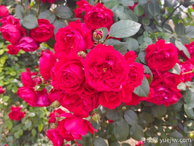 月季花期怎么澆水？(圖1)