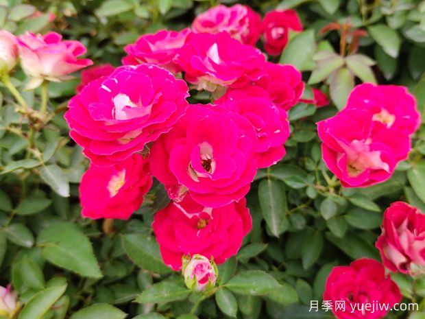 微型月季花的養殖方法？(圖1)