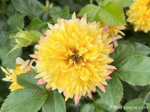 花友養的煙花波浪月季優(yōu)缺點(diǎn)(圖1)