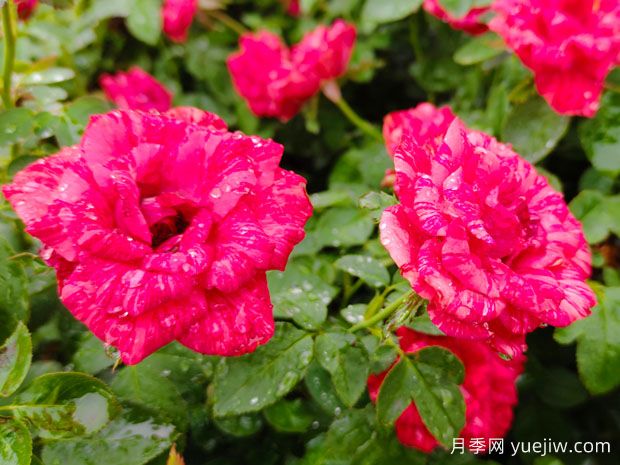 月季花開(kāi)哈爾濱師大(圖1)