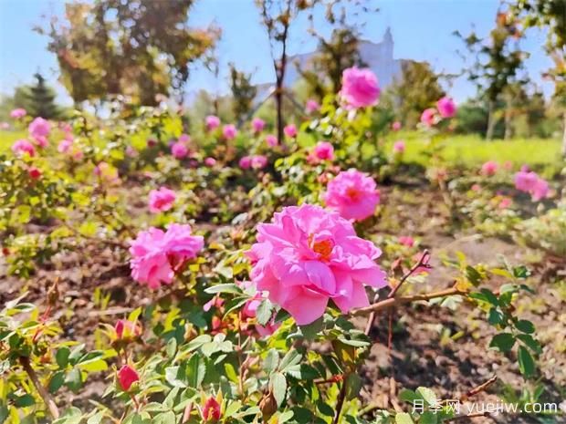 月季花開(kāi)哈爾濱師大(圖2)
