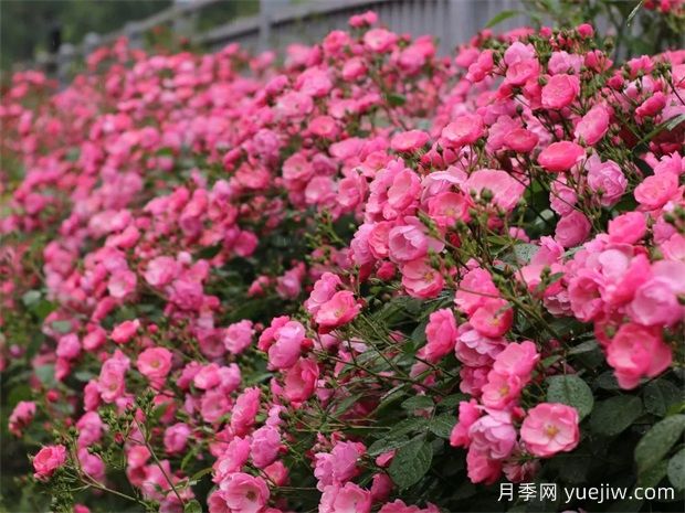 金華職院月季花墻，校園美麗多彩(圖1)