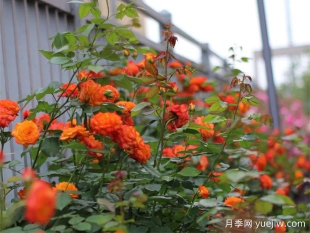金華職院月季花墻，校園美麗多彩(圖2)