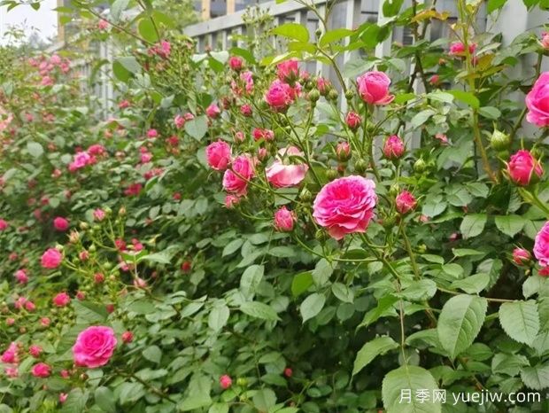 金華職院月季花墻，校園美麗多彩(圖3)